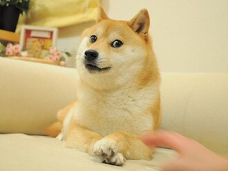 Doge Doge