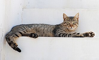 Cats Cats