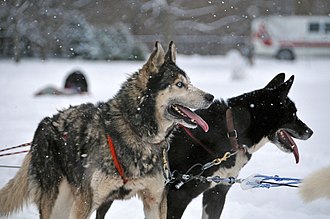 Dogs Dogs