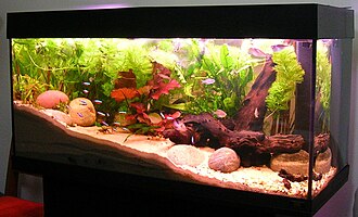 Fish Fish