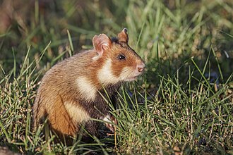 Hamsters Hamsters