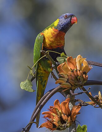 Parrots