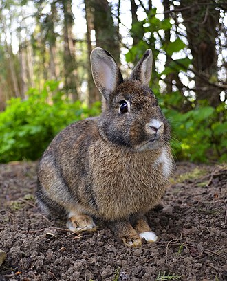 Rabbits Rabbits