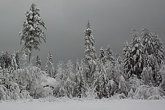 Winter